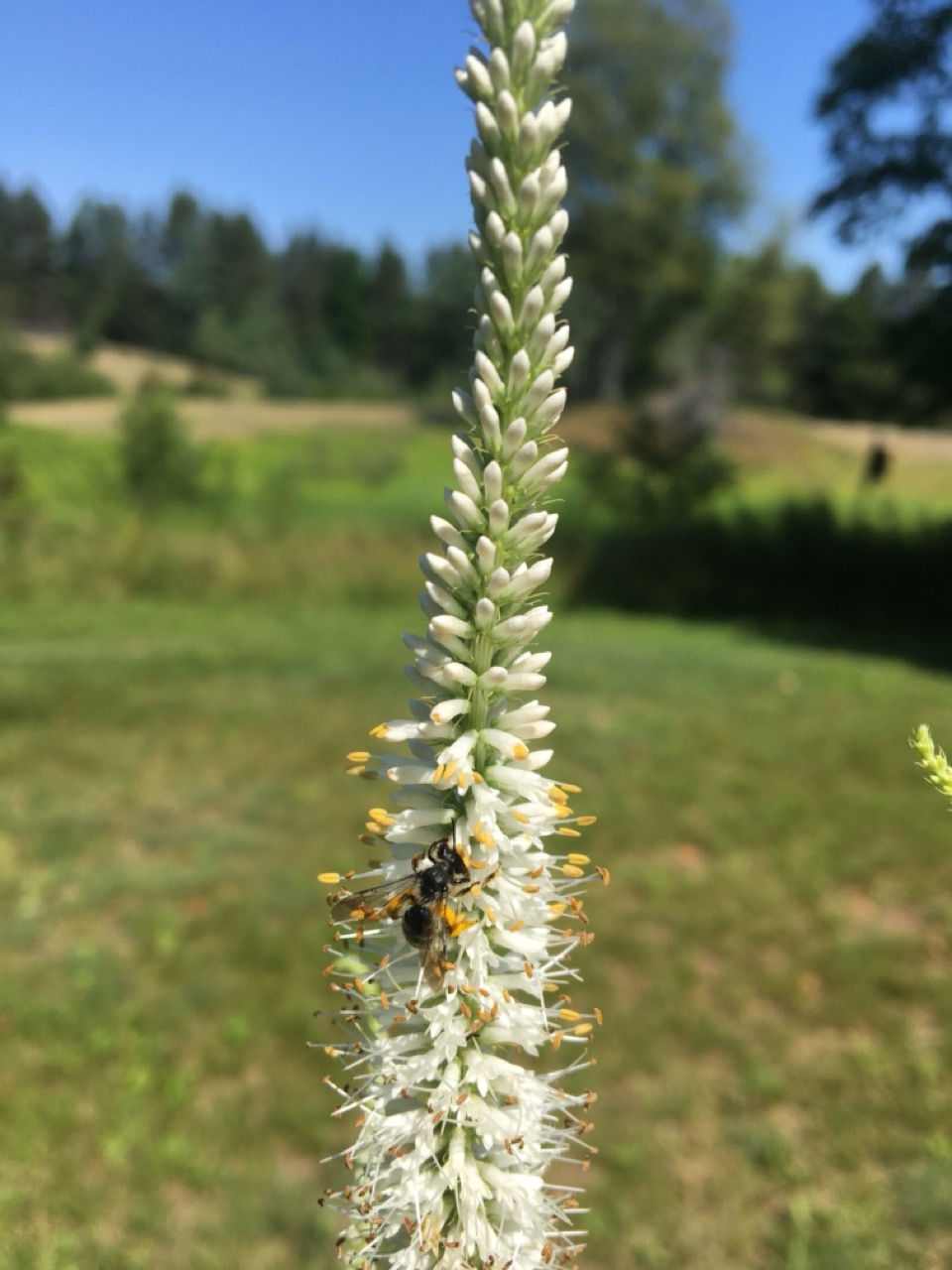 Thumbnail: Wildflower Garden Kit