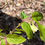 Thumbnail: American Fly Honeysuckle - Lonicera canadensis