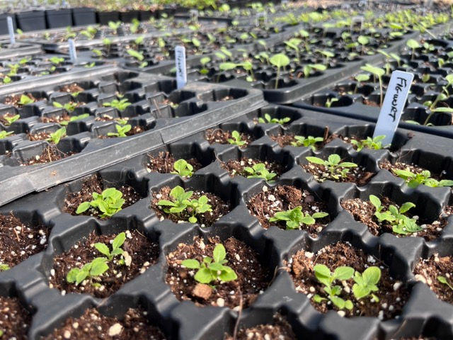 Seedlings in a plastic tray