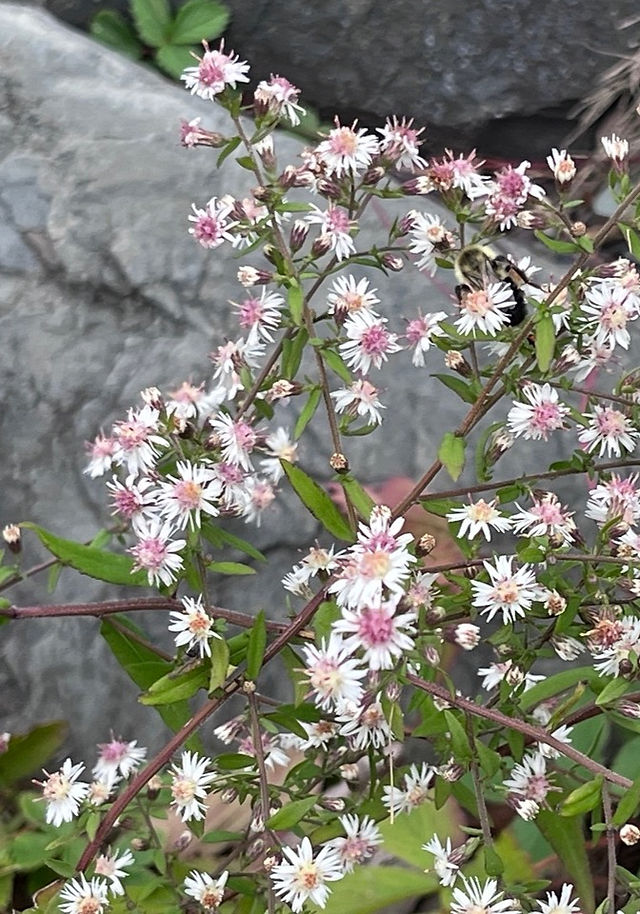 a loose cluster of small flowers