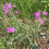 Thumbnail: Prairie Phlox - Phlox pilosa