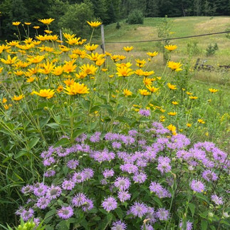 Large clumps of flowers