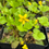 Thumbnail: Barren Strawberry - Geum/Waldsteinia fragarioides