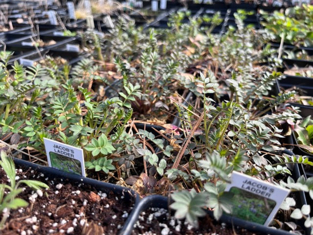 Plants with pairs of ladder-like compound leaves