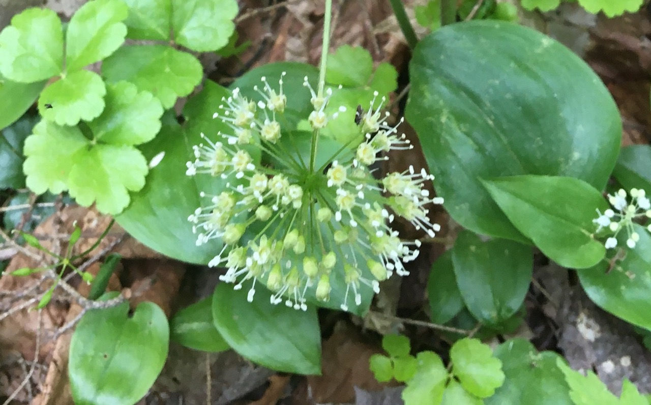 Sarsaparilla, Wild - Aralia nudicaulis