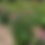 Thumbnail: Coneflower, Purple - Echinacea purpurea