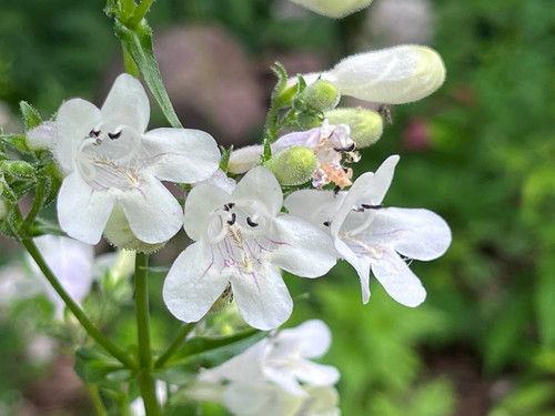 Planetware チューニングフォーク (venus) 約20cm Foxglove Beardtongue - Penstemon digitalis | Designs By Nature UP