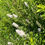 Thumbnail: White Meadowsweet - Spiraea alba