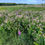 Thumbnail: Spreading Dogbane - Apocynum androsaemifolium