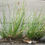 Thumbnail: Path Rush - Juncus tenuis