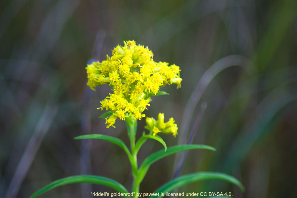 Goldenrod, Riddell's - Solidago riddellii