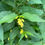 Thumbnail: Honeysuckle, Northern Bush - Diervilla lonicera