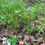 Thumbnail: Necklace Sedge - Carex projecta