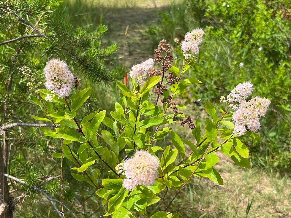 Thumbnail: White Meadowsweet - Spiraea alba
