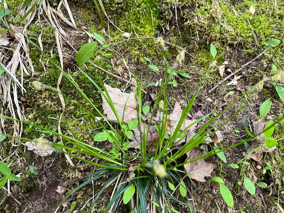 Thumbnail: Shining Bur Sedge - Carex intumescens