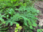 Thumbnail: Northern Maidenhair Fern - Adiantum pedatum