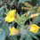 Thumbnail: Evening Primrose - Oenothera biennis