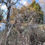 Thumbnail: Goldenrod, Tall - Solidago altissima