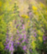Thumbnail: Blazingstar, Northern - Liatris scariosa