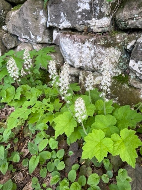Heartleaf Foamflower - Tiarella cordifolia