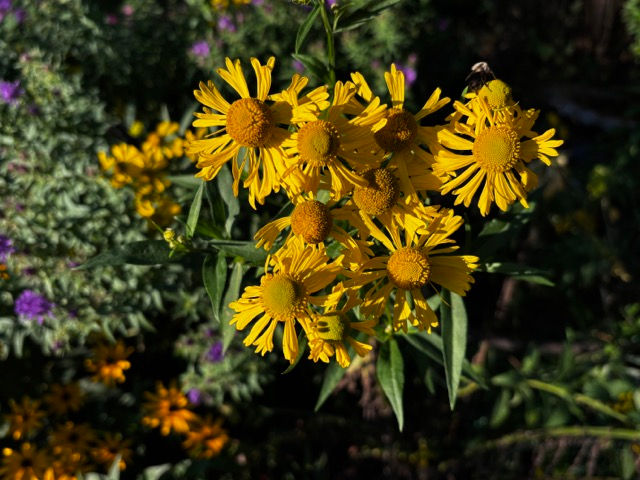 Thumbnail: Dogtooth Daisy - Helenium autumnale