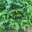 Thumbnail: Honeysuckle, Northern Bush - Diervilla lonicera