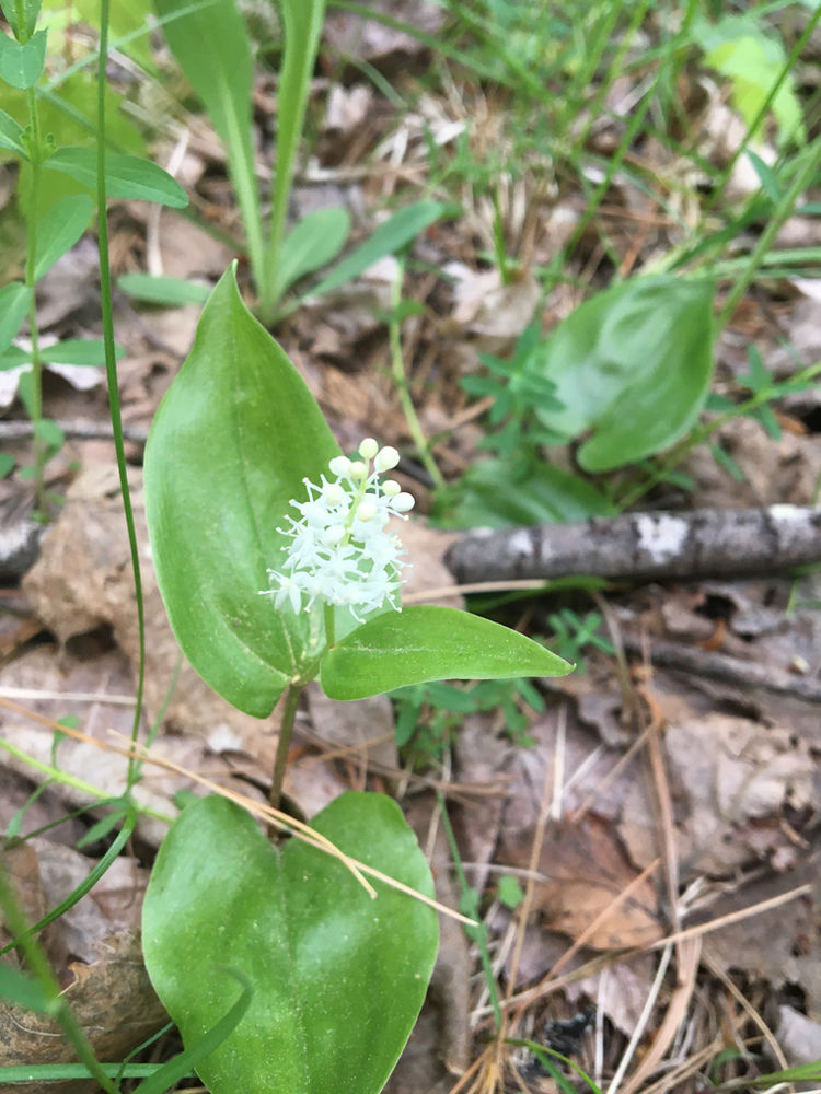 Canada Mayflower, Look Closer