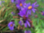 Thumbnail: Aster, New England - Symphyotrichum novae-angliae