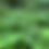 Thumbnail: Thimbleberry - Rubus parviflorus