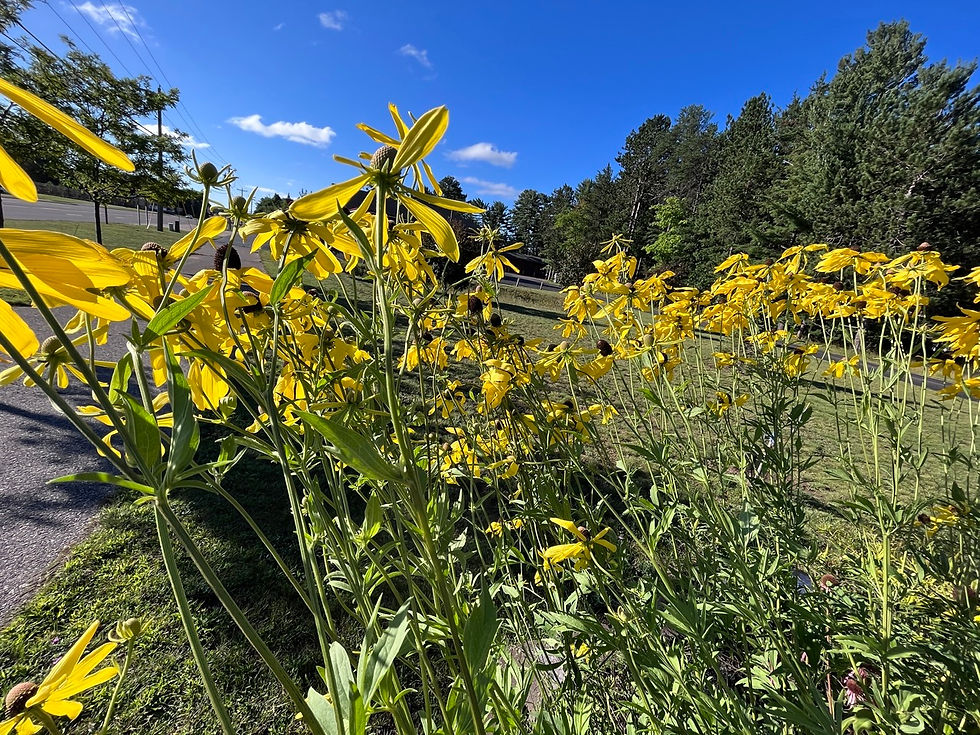 Thumbnail: Coneflower, Grey Headed - Ratibida pinnata