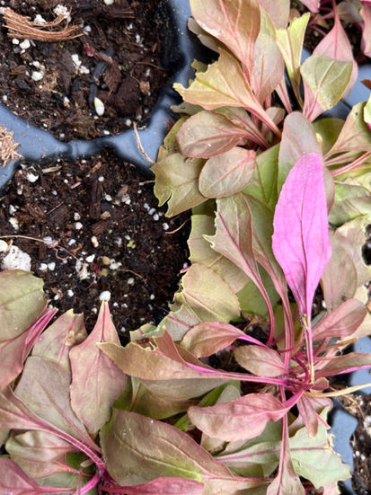 Plant leaves nibbled in a perfect circle