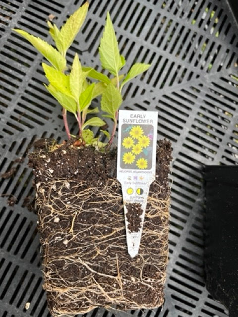 A small plant with a large root ball