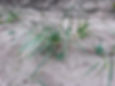 Thumbnail: American Beach Grass - Ammophila breviligulata