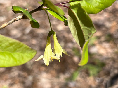 Two little bell-shaped flowers hanging from a branch