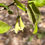 Thumbnail: American Fly Honeysuckle - Lonicera canadensis