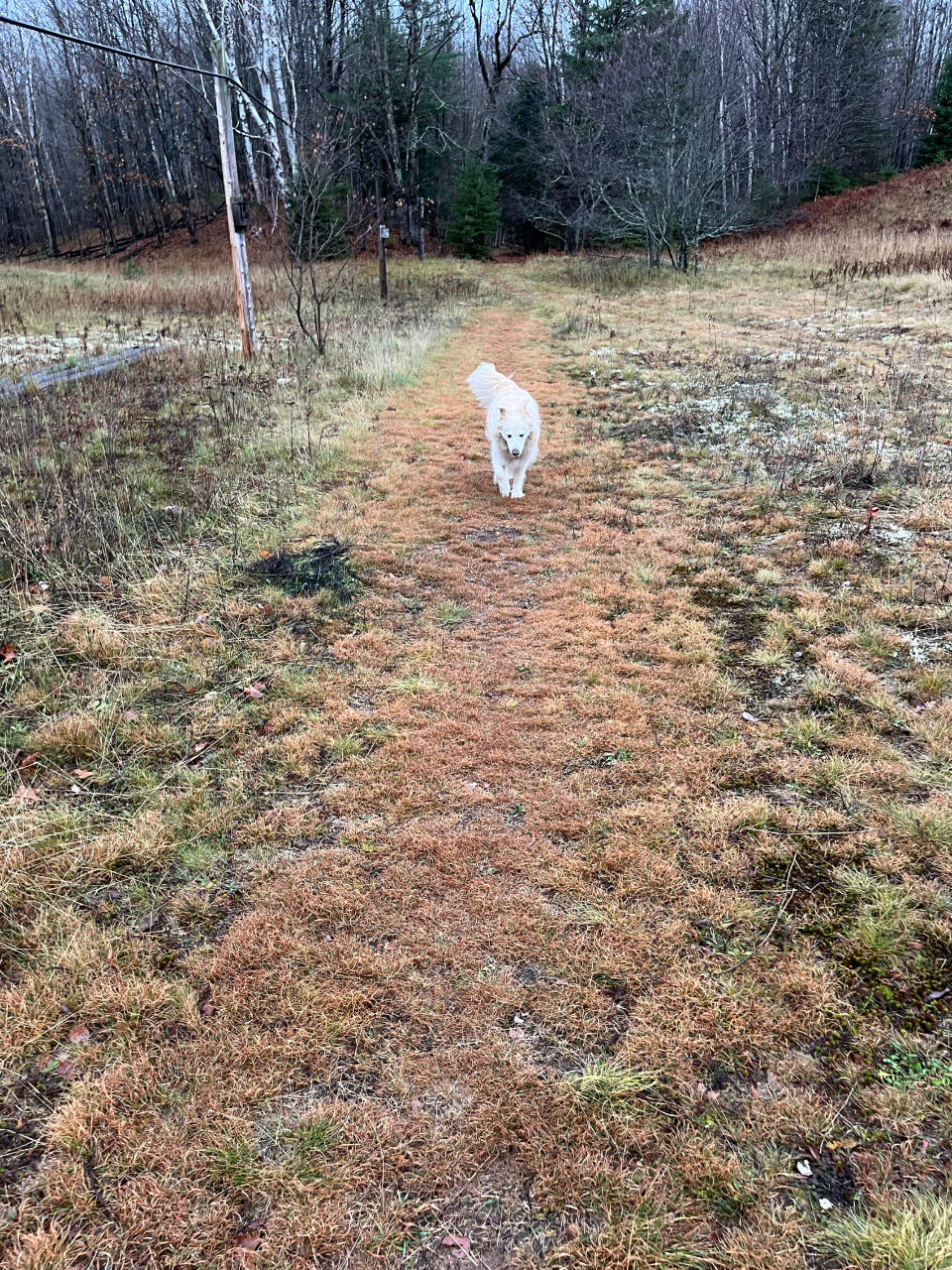 Thumbnail: Poverty Oat Grass - Danthonia spicata