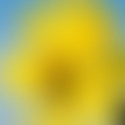 a bright flower similar to a sunflower