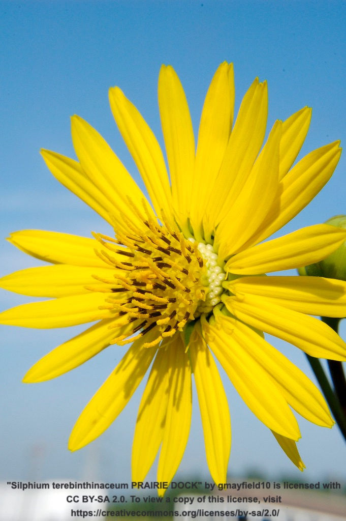 Thumbnail: Prairie Dock - Silphium terebinthinaceum