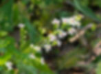 Thumbnail: Aster, Calico - Symphyotrichum lateriflorum