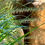 Thumbnail: Side Oats Grama - Bouteloua curtipendula