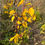 Thumbnail: Spreading Dogbane - Apocynum androsaemifolium
