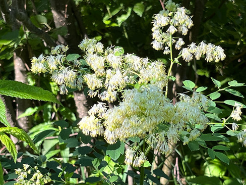 Soft clusters of light flowers droop from dark stems