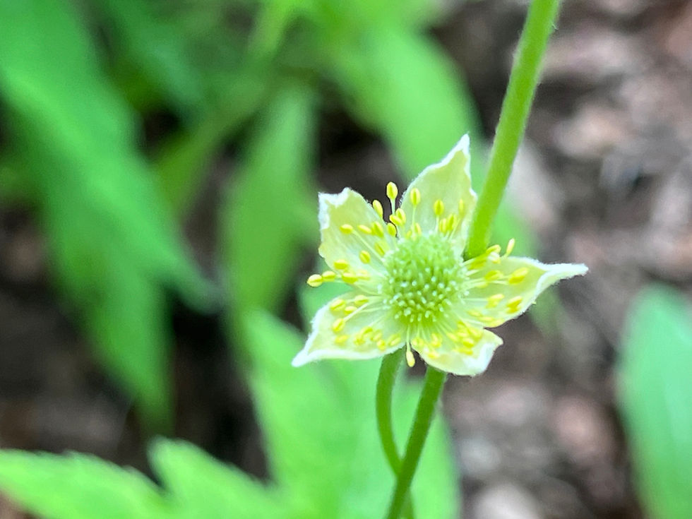 Thumbnail: Thimble Weed - Anemone virginiana