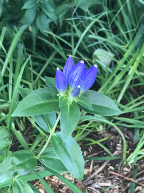 Bottle Gentian