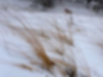 Thumbnail: American Beach Grass - Ammophila breviligulata