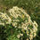 Thumbnail: Flat-topped aster