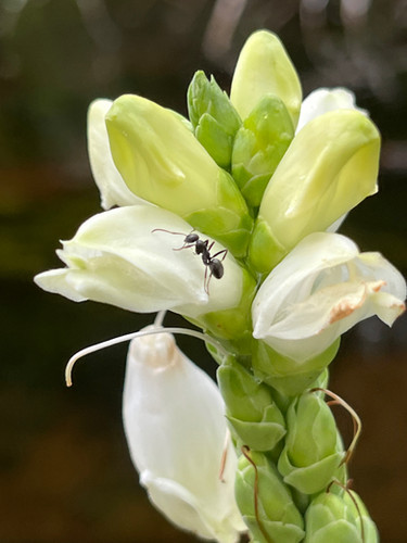 White Turtlehead - Chelone glabra | Designs By Nature UP