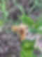 a large tan, spotted butterfly on blooming milkweed