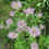Thumbnail: Bergamot - Monarda fistulosa