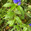 Thumbnail: Bottle Gentian - Gentiana andrewsii